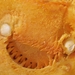 binnenkant pompoen close-up