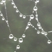 regendruppels op spinneweb