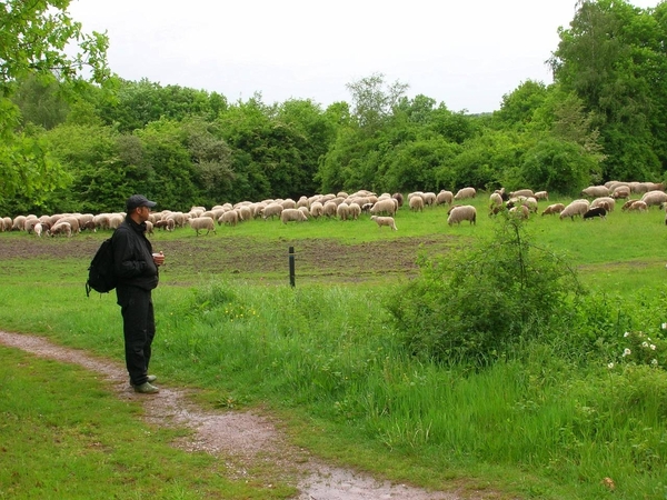 039 Mergelland 2006 Brunsummerheide schapen