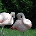 Flamingo_001 kopie