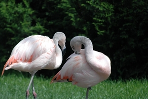 Flamingo_001 kopie