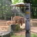06 - 08 - 27 Zoo Antw 17