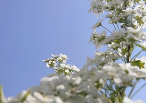 Witte bloempjes uit mijn tuin1