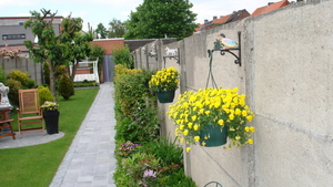 Tuinpad , met gele viooltjes tergen de muur.