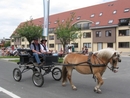 Sint-Paulus paardenprocessie Opwijk 08 033