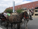 Sint-Paulus paardenprocessie Opwijk 08 034
