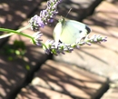 P6180012