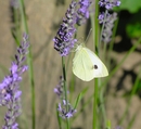 P6250064