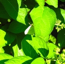 P6250071